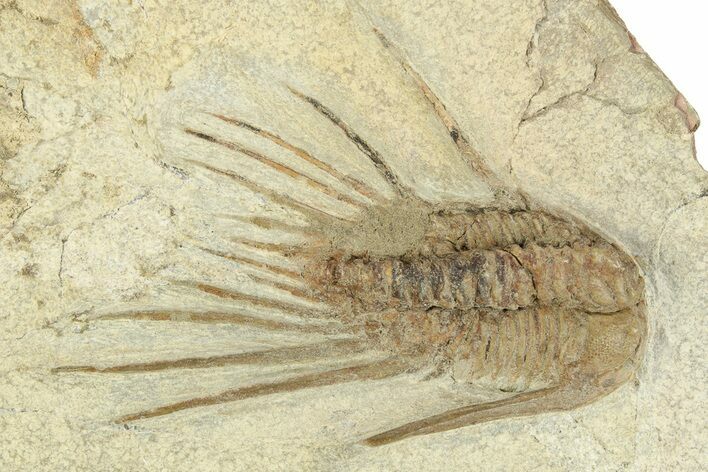 Bargain, Anacheirurus (Lehua) Trilobite - Fezouata Formation #233359